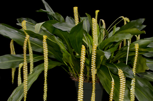 Dendrochilum magnum 'Arnie' CCM 87